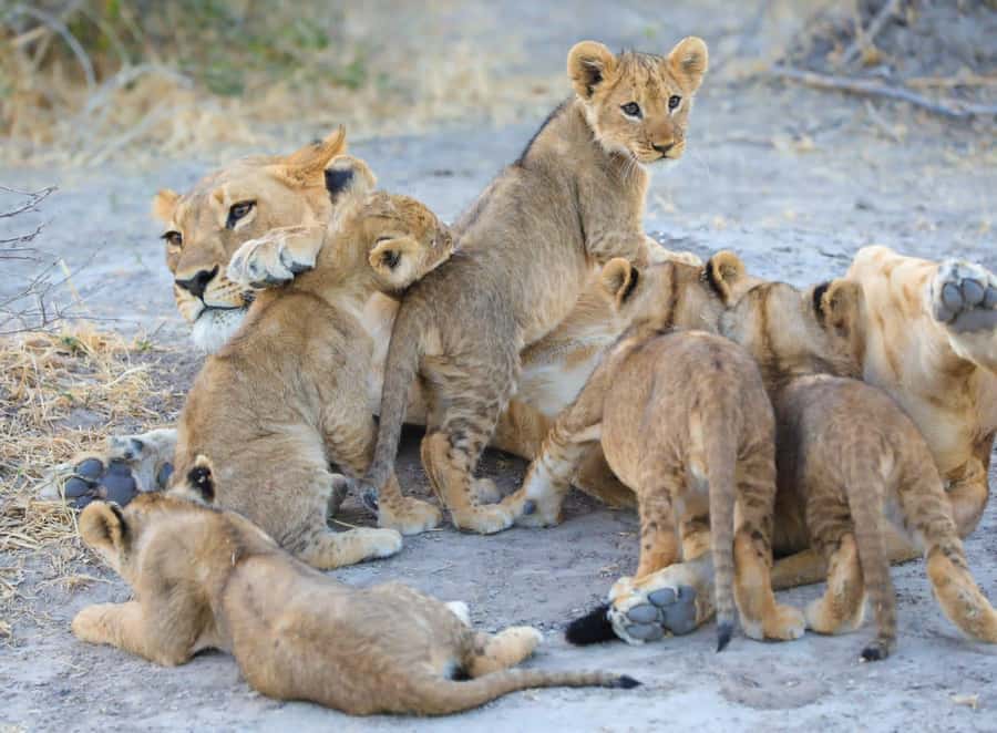 Chobe Day Trip - From Vic Falls - With Lunch (Buffet) - Lunch Break: Buffet Food Is Included, Drinks Aren’t