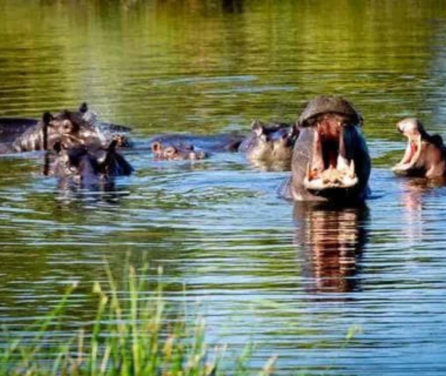 Chobe Day Trip - From Vic Falls - With Lunch (Buffet) - Price and Value: What $144 Really Buys You