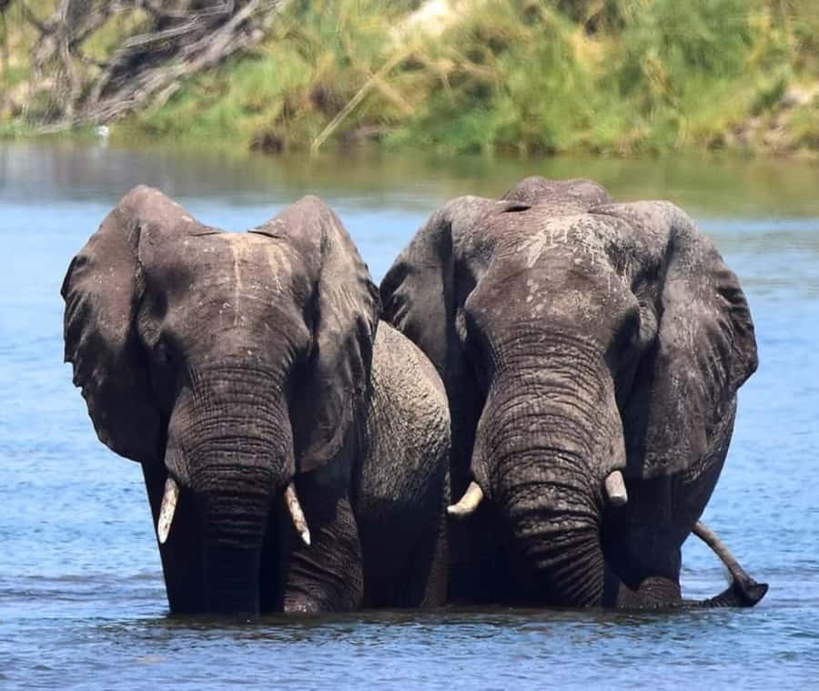 Chobe Day Trip - From Vic Falls - With Lunch (Buffet) - Quick Decision: Should You Book It?