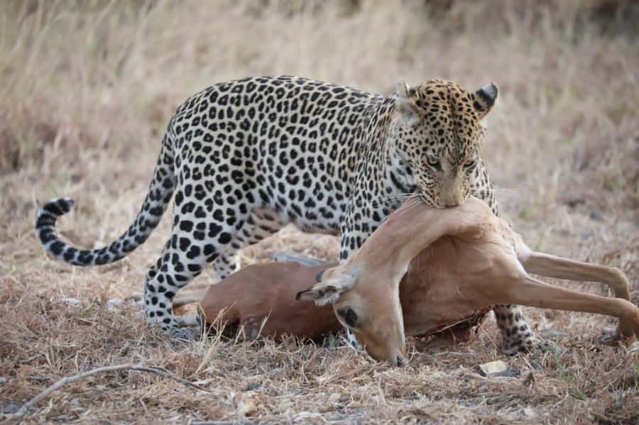 Chobe Day Trip - From Vic Falls - With Lunch (Buffet) - Crossing Into Botswana: Border Timing Can Change Your Day