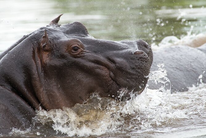Chobe Day Trip from Victoria Falls - Key highlights at a glance