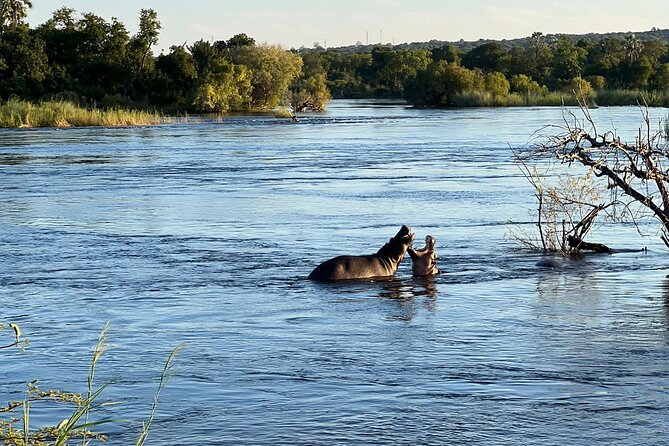 Chobe Day Trip from Victoria Falls - Who should book this Chobe day trip, and who should rethink it