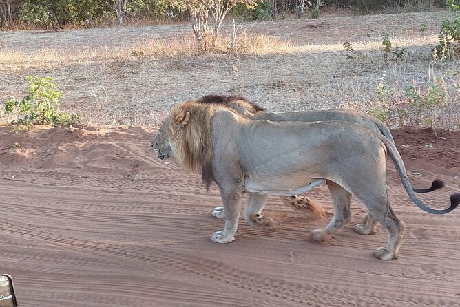 Chobe Day Trip from Victoria Falls - Little details that make the difference on safari day