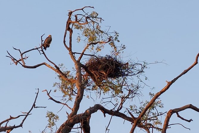 Chobe Day Trip from Victoria Falls - Should you book the Chobe Day Trip from Victoria Falls?