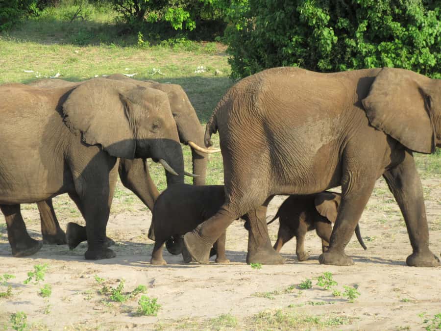 Chobe Day Trip from Victoria Falls, Zimbabwe - What to pack and how to set yourself up for better sightings