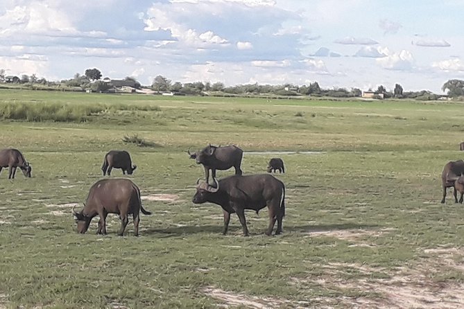 Chobe Day Trip Starting From Victoria Falls - Timing and conditions: your animal odds are weather dependent