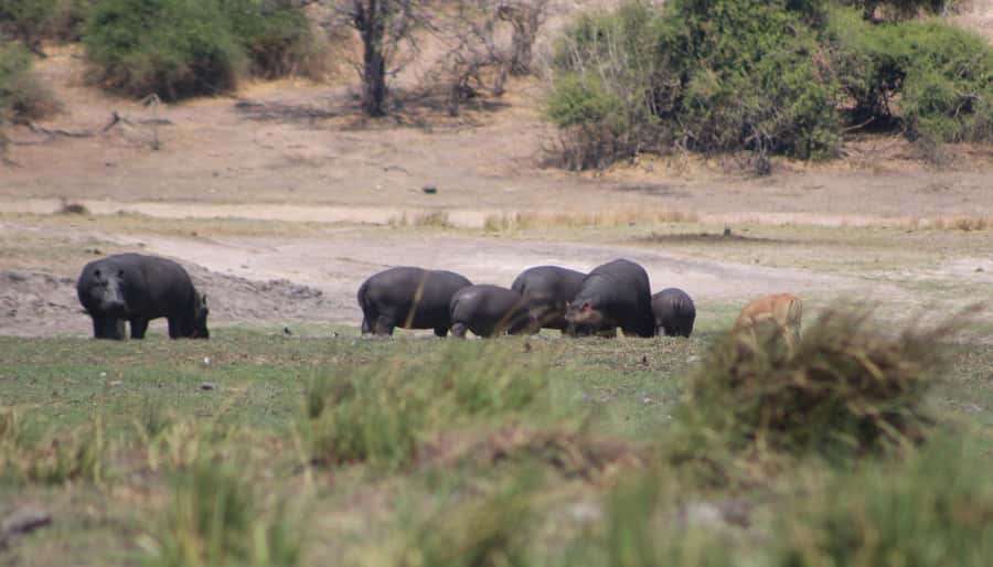 Chobe Extended Day Trip - Key moments that make this Chobe trip worth your day