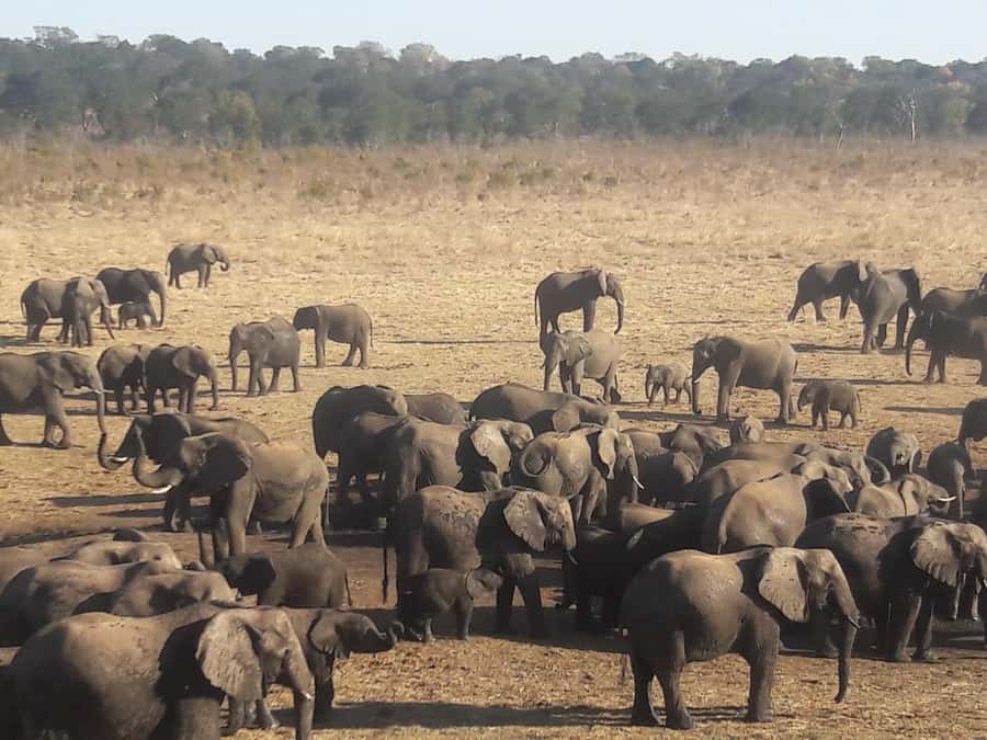 Chobe Extended Day Trip - Cross the border, then get serious about wildlife time