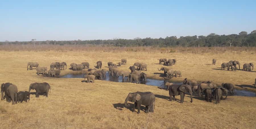 Chobe Extended Day Trip - The Chobe game drive, guided for real spotting