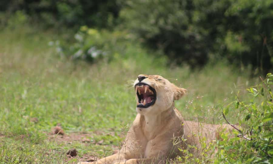 Chobe Extended Day Trip - Lunch at Chobe Safari Lodge, with a real break
