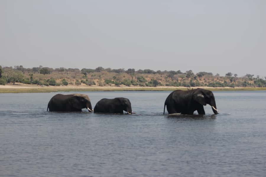Chobe Extended Day Trip - The Chobe River cruise: where the day slows down