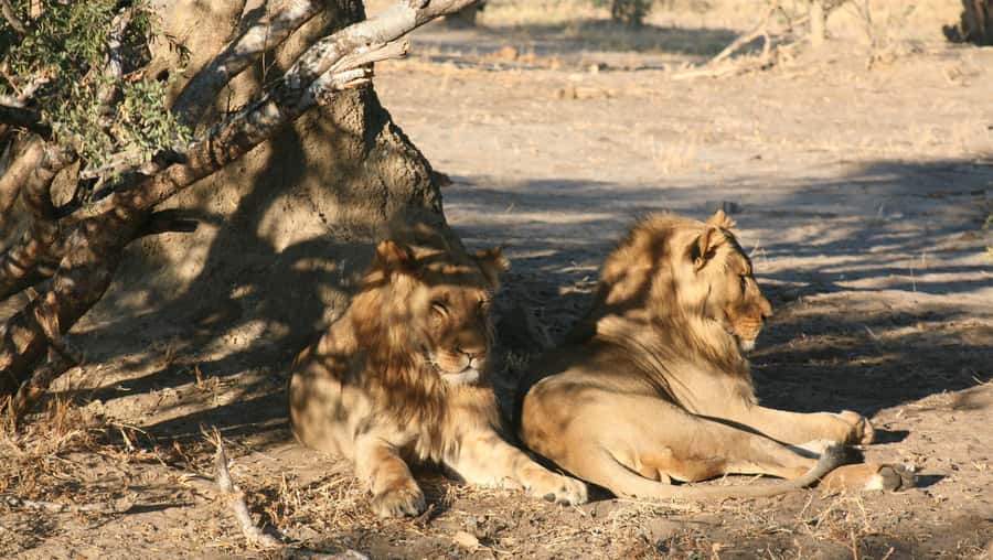 Chobe Extended Day Trip - Transportation that keeps you focused on the day
