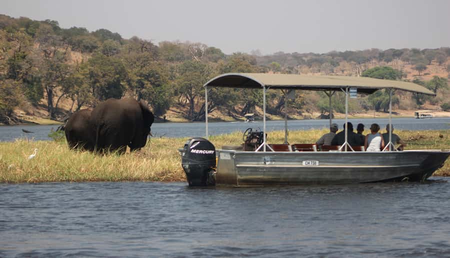 Chobe Extended Day Trip - Price and value: $245 for a 15-hour wildlife package