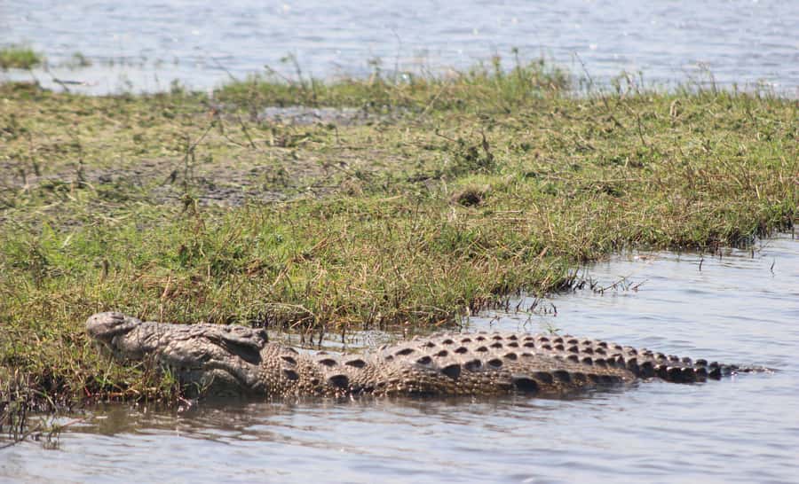 Chobe Extended Day Trip - Who this Chobe extended day trip fits best