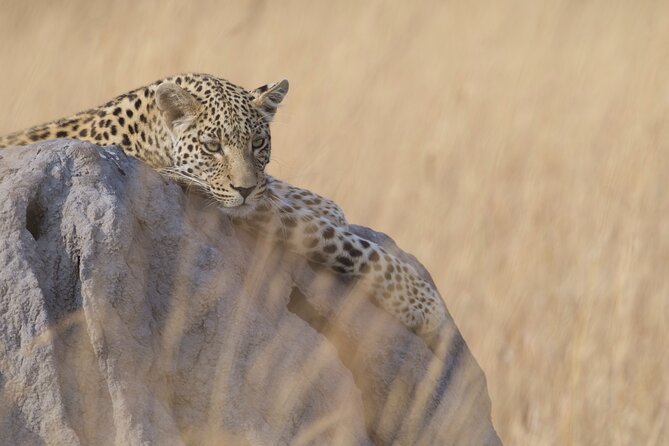 Chobe Extended Day Trip from Victoria Falls - Small Group - A Full-Day Safari Plan From Victoria Falls
