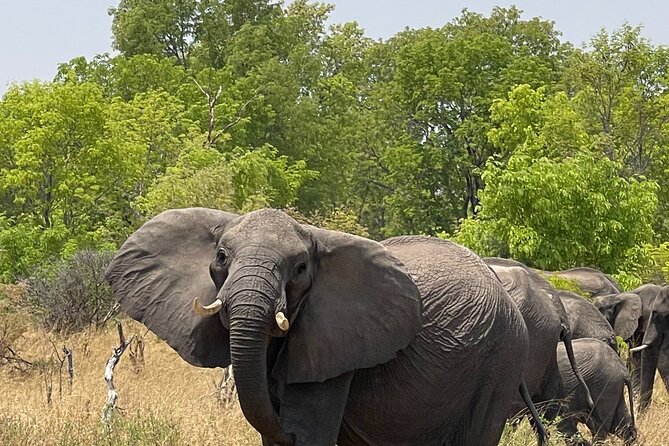 Chobe Extended Day Trip from Victoria Falls - Small Group - Tips I’d Use Before You Go