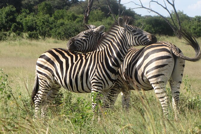 Chobe Extended Day Trip from Victoria Falls - Small Group - Lunch at Chobe Safari Lodge or Cresta Marina Lodge, Then Shade Time