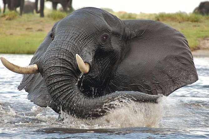 Chobe Extended Day Trip from Victoria Falls - Zimbabwe - Who should book this extended Chobe day trip, and who should skip it
