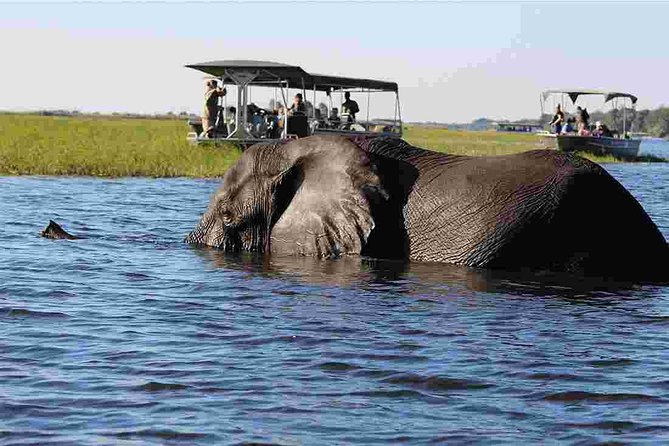 Chobe Extended Day Trip from Victoria Falls - Zimbabwe - Chobe National Park game drive through the best early viewing window