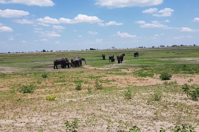 Chobe Full Day Safari in Chobe - Key things to know before you go