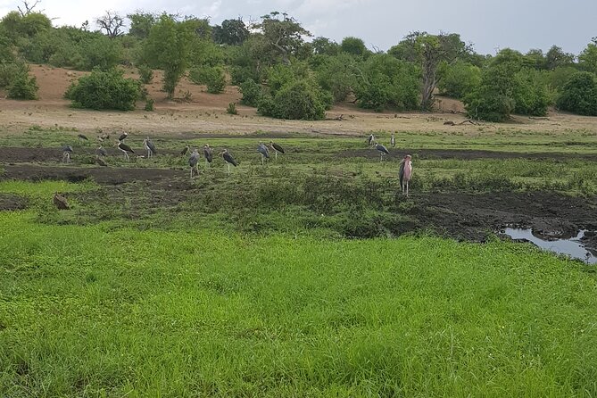 Chobe Full Day Safari in Chobe - Chobe National Park game drives, built for close spotting