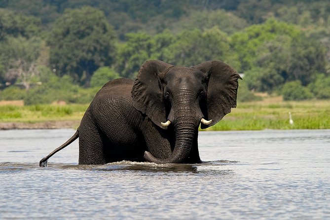 Chobe Full Day Safari Trip - Key Things That Make This Safari Worth Your Time