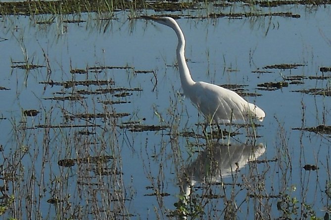 Chobe Full Day Safari Trip - Buffet Lunch and the Buffer Time That Keeps the Day Enjoyable