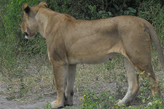 Chobe Full Day Safari Trip - Afternoon 4x4 Open-Jeep Game Drive, Where Lions and Elephants Compete for Attention