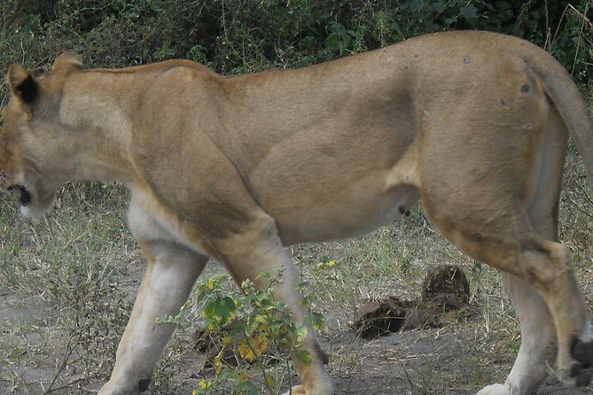 Chobe Full Day Safari Trip - Price and Value: What $180 Really Buys in a Full Day