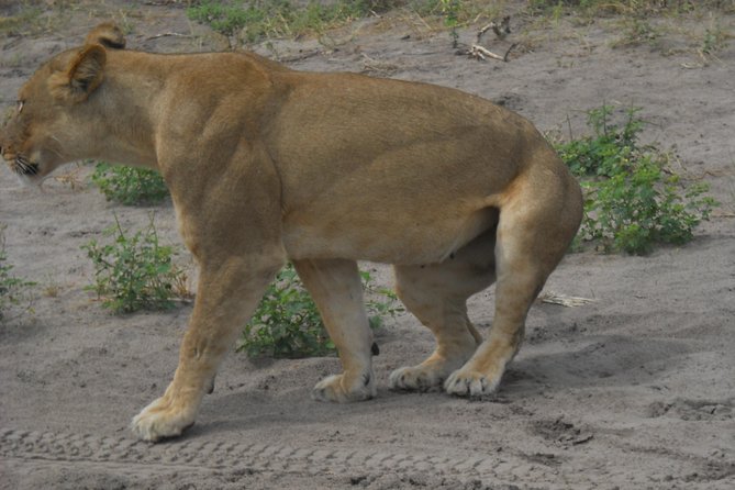 Chobe Full Day Safari Trip - Who This Chobe Day Trip Fits Best