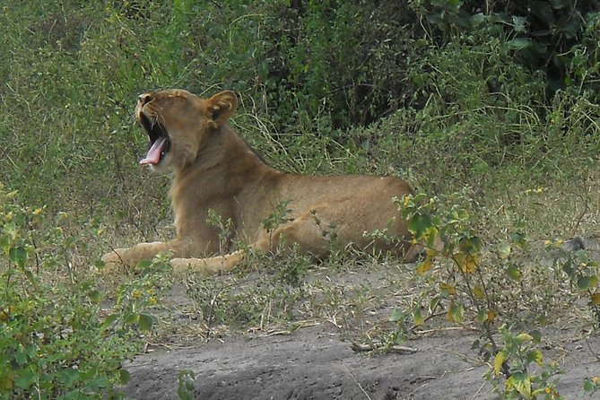 Chobe Full Day Safari Trip - Things That Can Affect Your Day (So You Can Stay Calm)