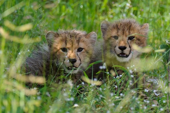 Chobe Full day Safari with Victoria falls Sunrise Tour Combo - Lunch at Chobe Safari Lodge, then the river cruise calm
