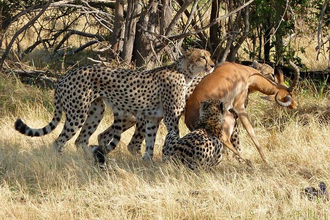 Chobe Full day Safari with Victoria falls Sunrise Tour Combo - Who this combo fits best (and who might rethink it)