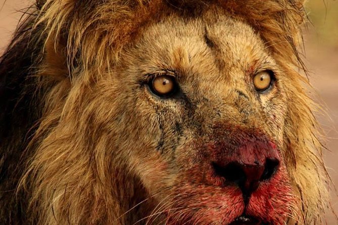 Chobe Full day Safari with Victoria falls Sunrise Tour Combo - Chobe 4x4 game drive: big cats, elephants, and smart photo pacing