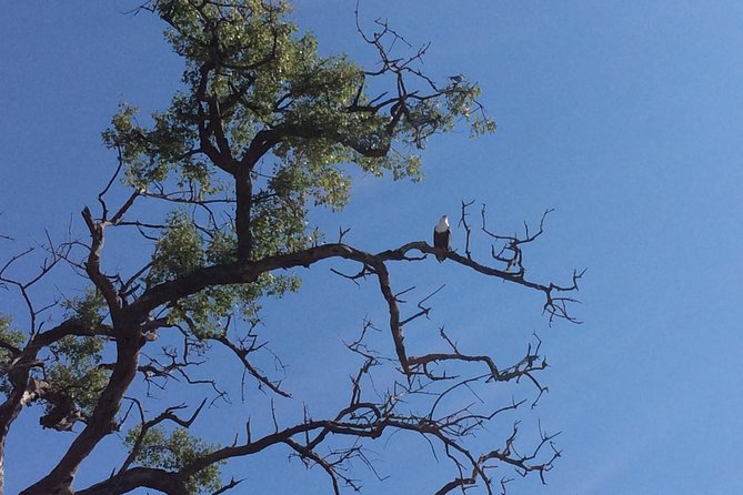 Chobe Full day Trip - Chobe in One Day: Boat Safari Meets 4x4 Game Drive