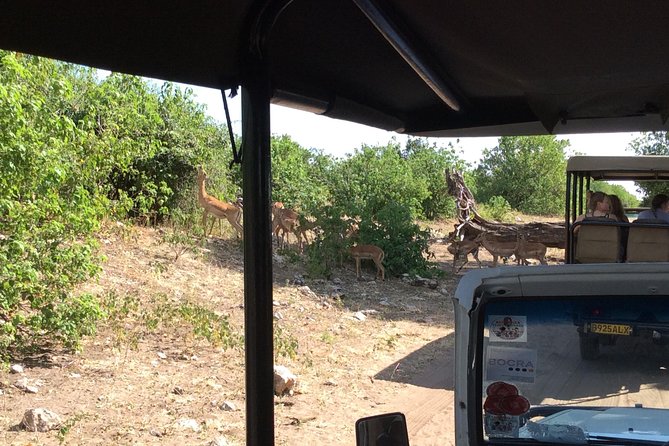 Chobe Full day Trip - Sedudu Island Boat Safari: How to Read the River for Wildlife