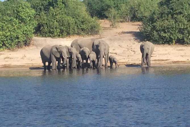 Chobe Full day Trip - 3 Hours in Chobe National Park by 4x4: Where the Action Usually Is