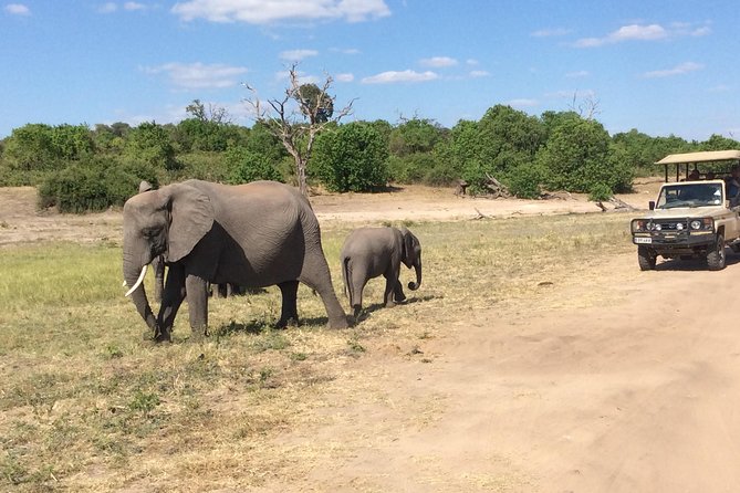 Chobe Full day Trip - Who This Tour Fits Best (and Who Should Think Twice)