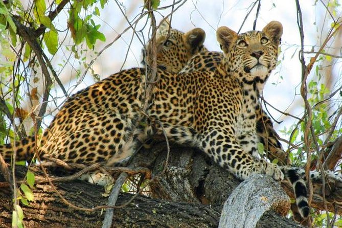 Chobe Full Day Trip From Victoria Falls - Morning Chobe Game Drive: What You Can Expect (and What You Can’t)