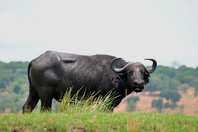 Chobe Full Day Trip From Victoria Falls - Buffet Lunch Mid-Safari: Good Break, Plan for Small Extras