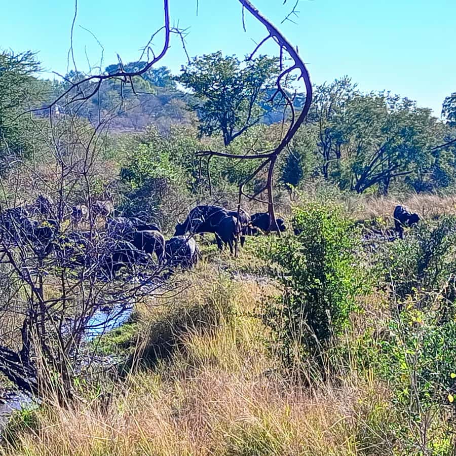 Chobe Half Day Trip from Victoria Falls - Who this half-day Chobe trip suits best