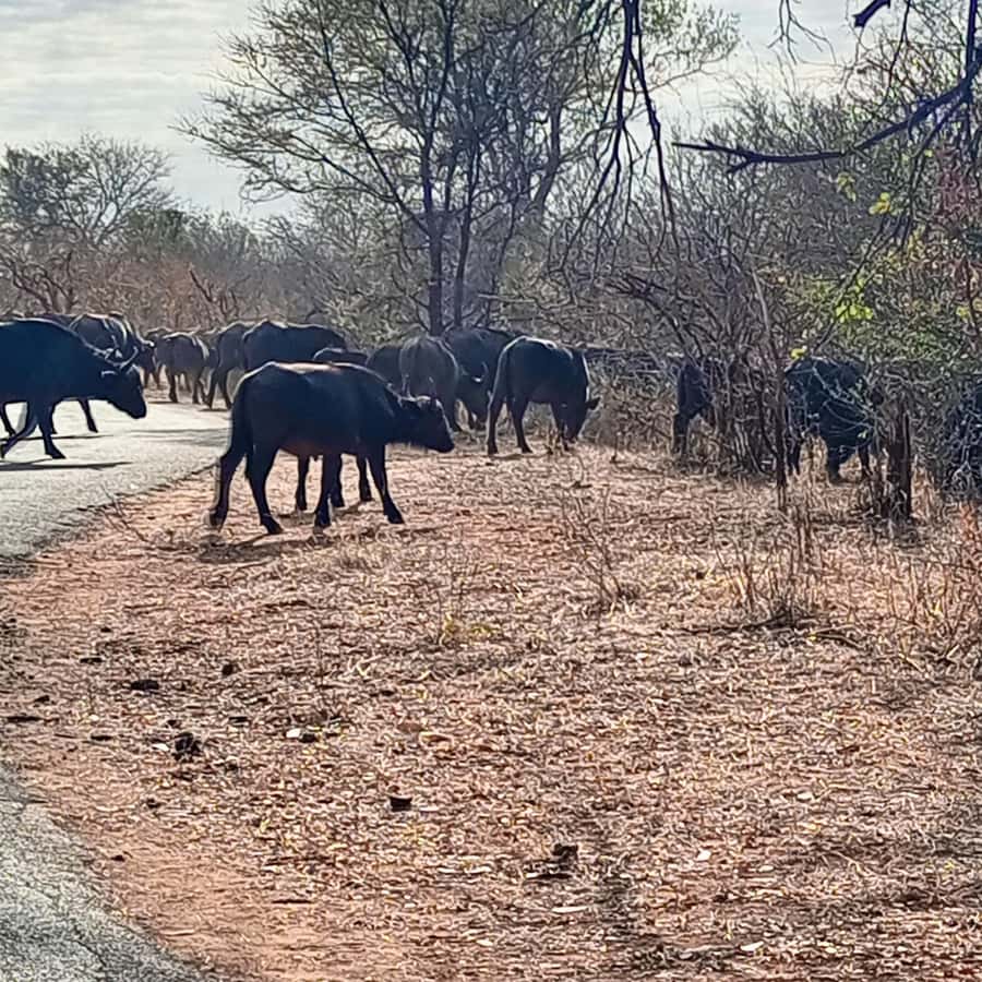 Chobe Half Day Trip from Victoria Falls - Border crossing and the two Chobe options: drive or cruise