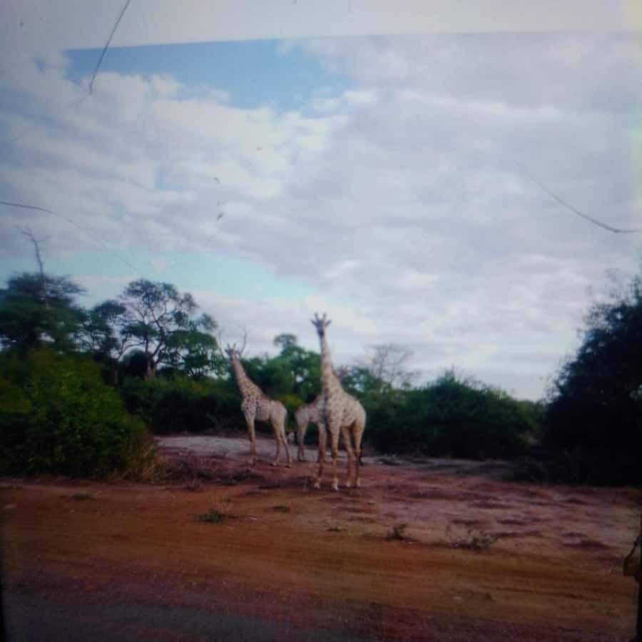 Chobe Half Day Trip from Victoria Falls - Boat cruise timing: when the river is most worth it