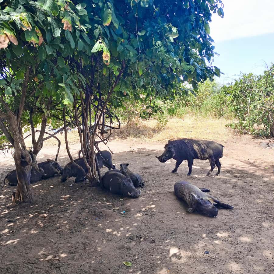 Chobe Half Day Trip from Victoria Falls - Lunch, breaks, and how to keep the day comfortable