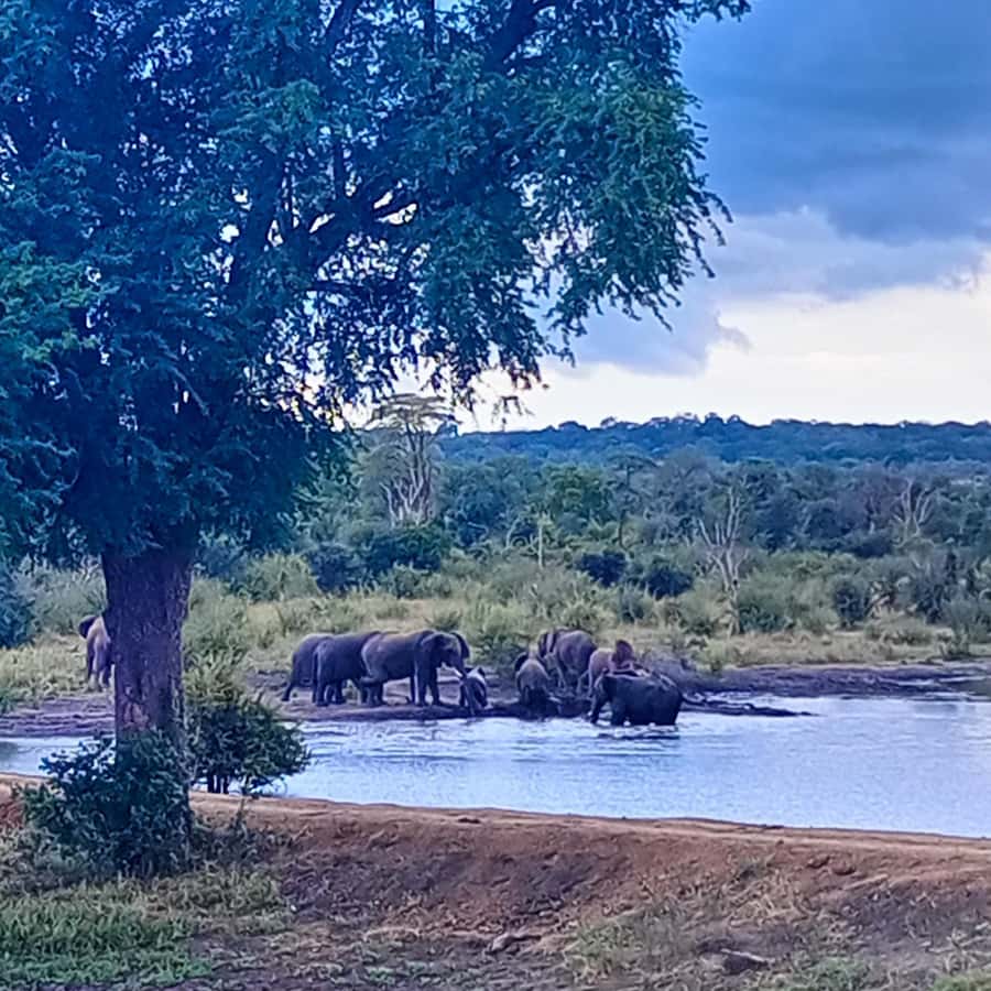 Chobe Half Day Trip from Victoria Falls - Price, park fees, and visa math so you do not get surprised
