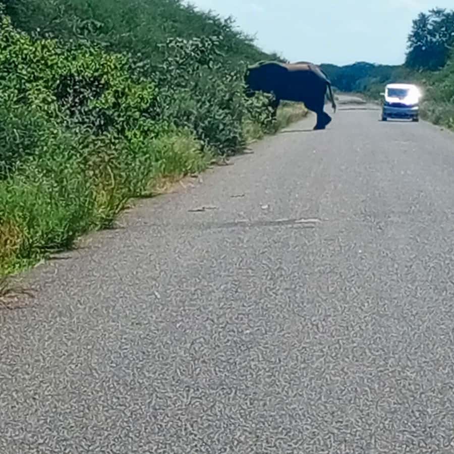 Chobe Half Day Trip from Victoria Falls - Getting picked up in Victoria Falls without stress