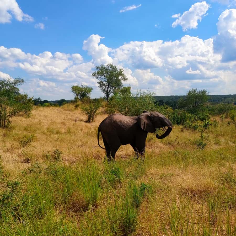 Chobe Half Day Trip from Victoria Falls - How to choose between drive and cruise without overthinking