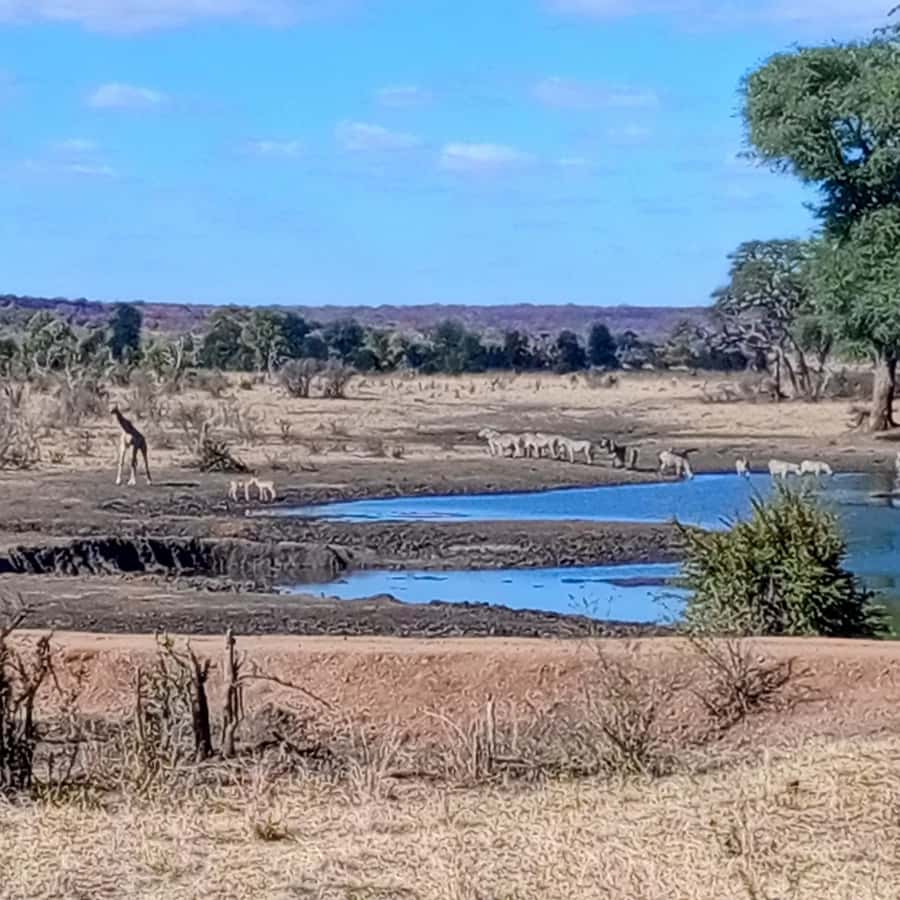 Chobe Half Day Trip from Victoria Falls - Game drive morning: what the timing gets you