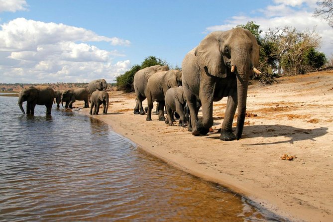Chobe National Park 4X4 Day Safari and River Cruise - How the day feels in real time: timing, group size, and comfort