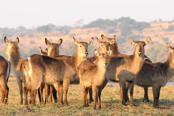 Chobe National Park 4X4 Day Safari and River Cruise - Who this tour fits best, and who should rethink it